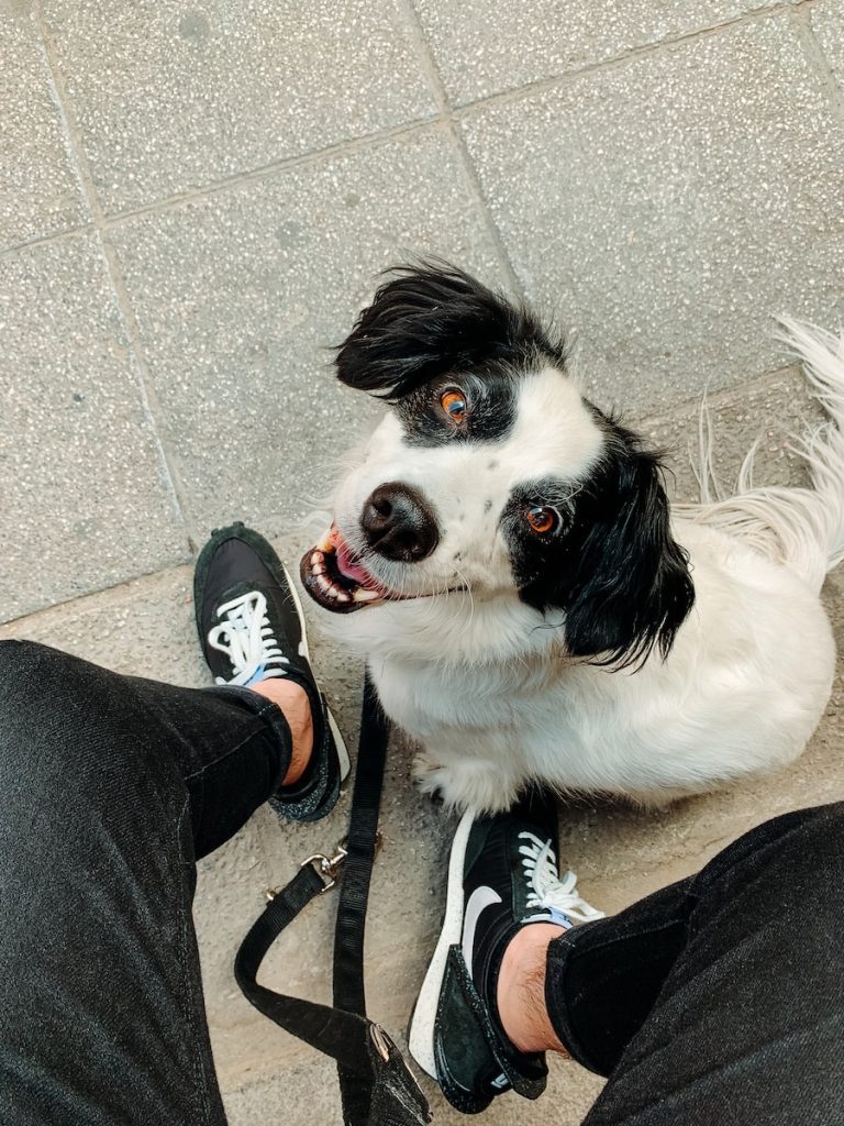 eastbay spca