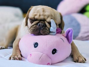 are pugs hypoallergenic