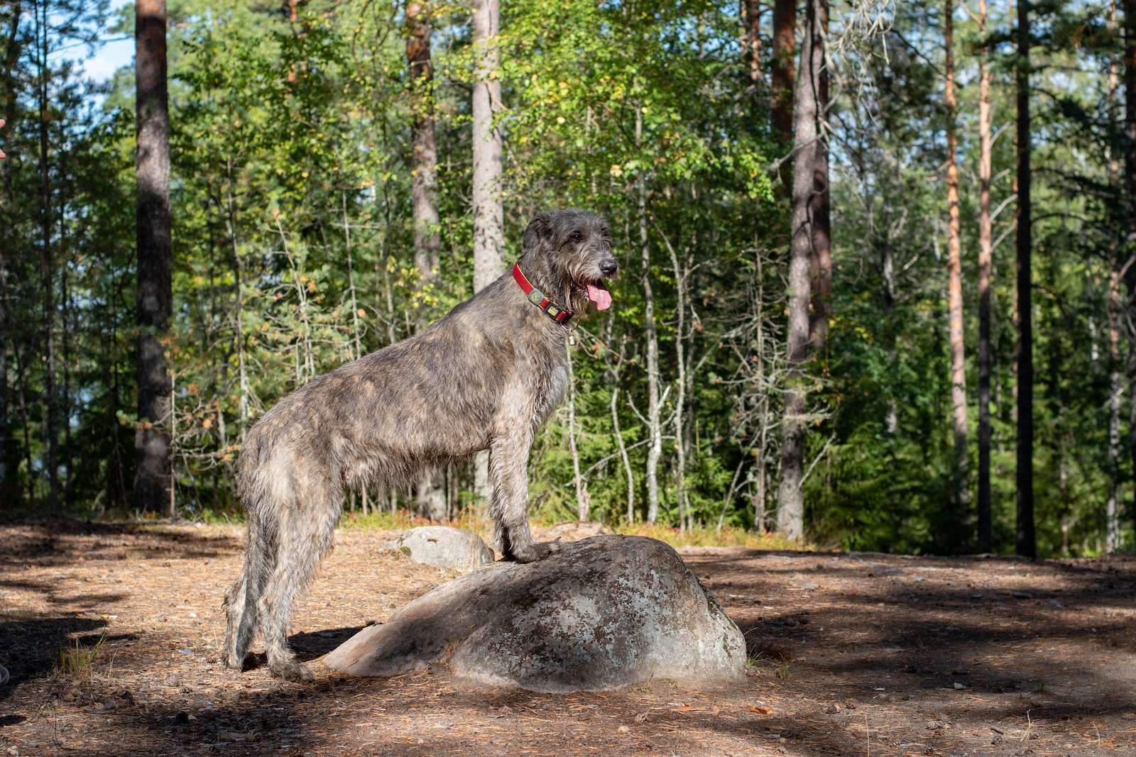 The Majestic Irish Wolfhound: Unveiling the Majesty and Endearing Personality