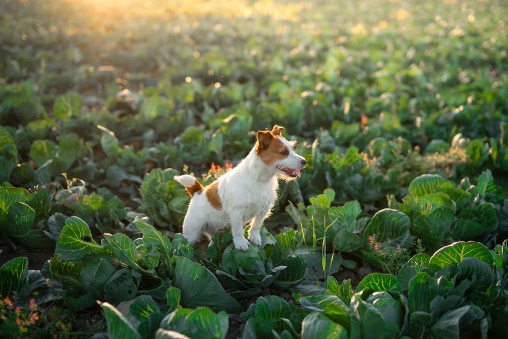 Can Dogs Safely Eat Cabbage