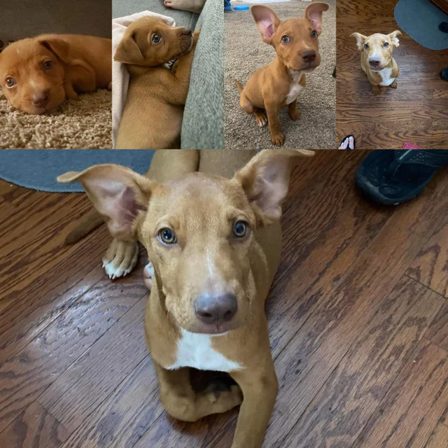 Vizsla and Chihuahua Mix