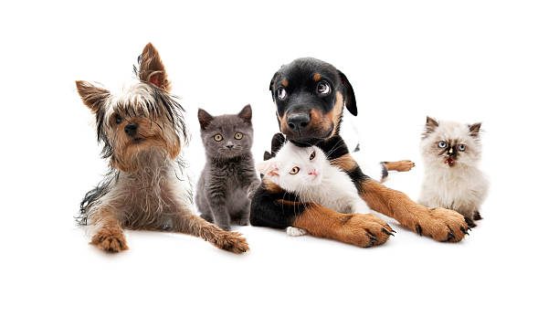 East Bay SPCA