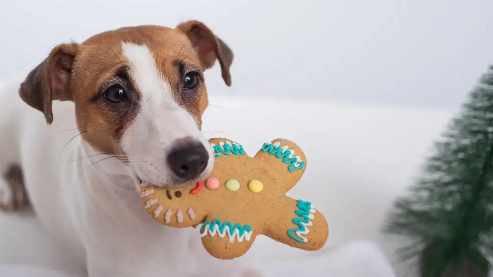Can Dogs Eat Gingerbread