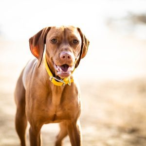 HISTORY OF THE HUNGARIAN VIZSLA