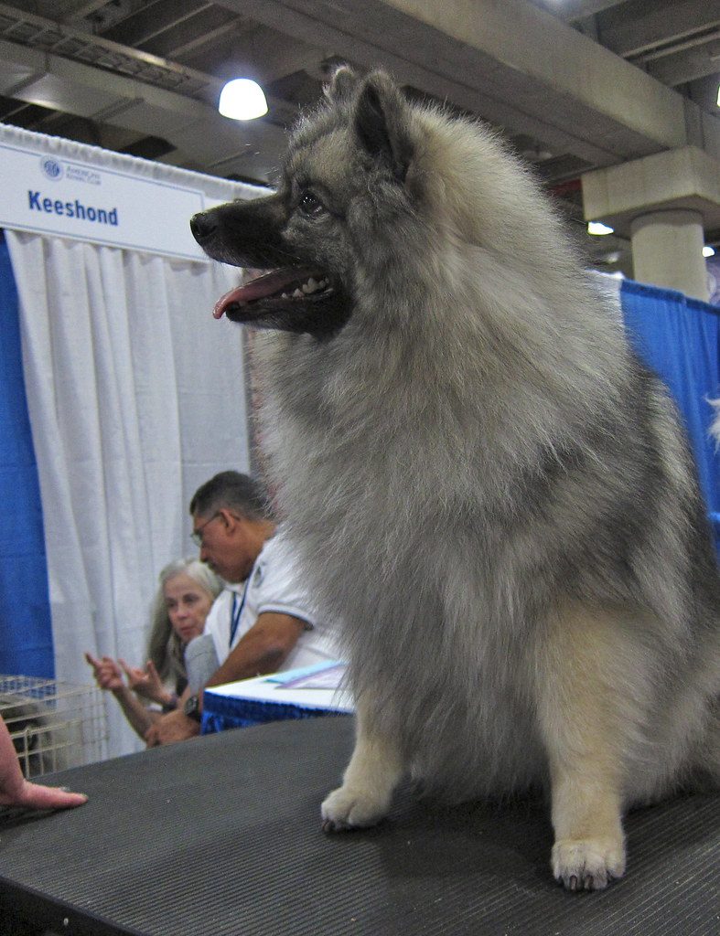 Keeshond on tabletop