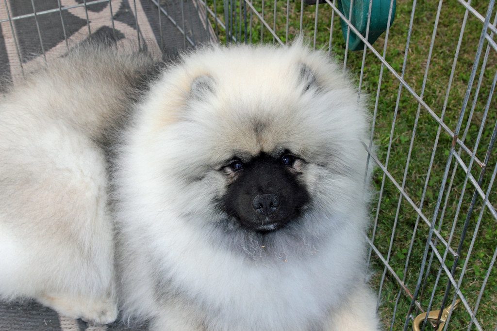 Keeshond relaxing