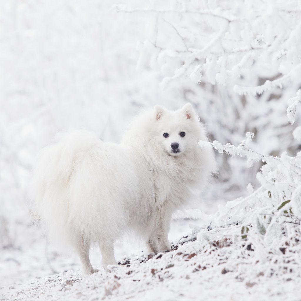 Keeshond on the snow