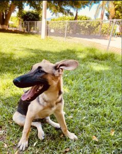 dogs eat kiwi , kiwi for dogs , kiwi benefits for dogs , kiwi risks for dogs , how to feed kiwi to dogs , dogs