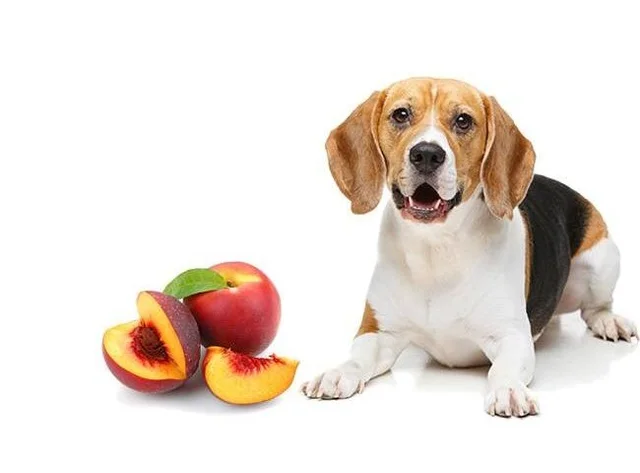 Can Dogs Eat Peaches