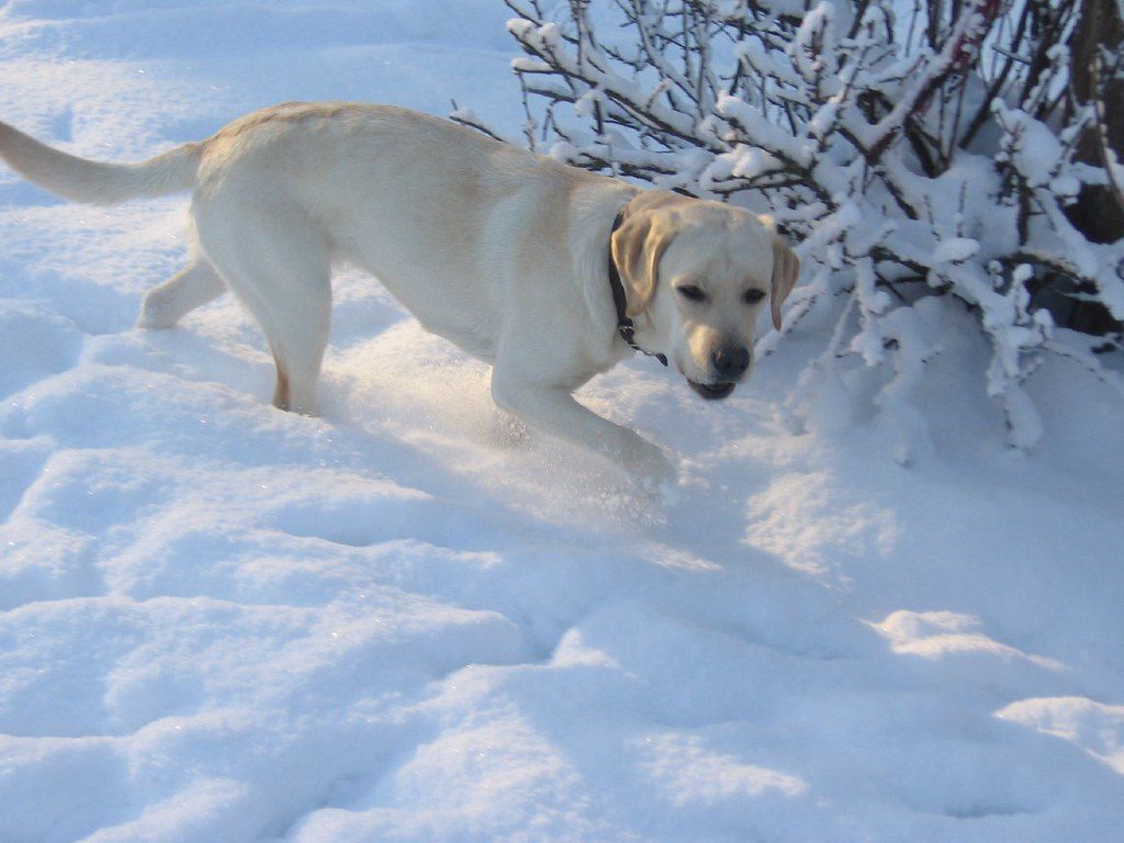 Meet The Labrador Retriever: A Versatile Sporting Breed
