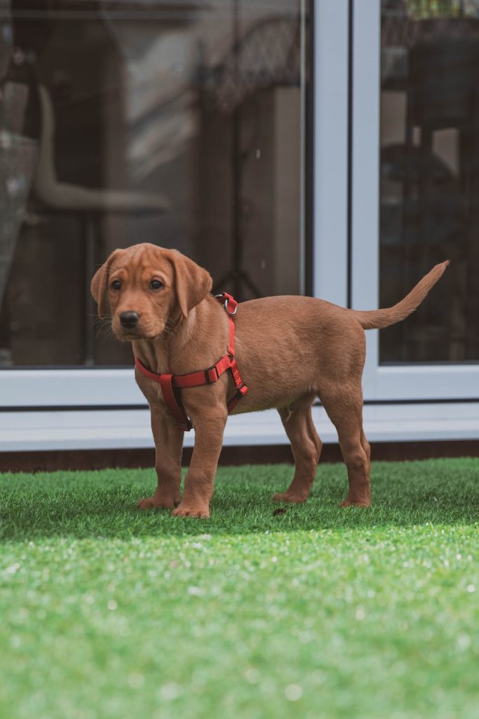baba Labradors on a grass lawn 