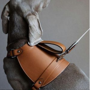 leather dog collars
