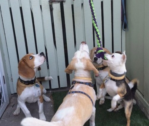 SPCA Vacaville