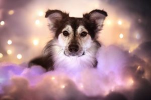 Monmouth County SPCA