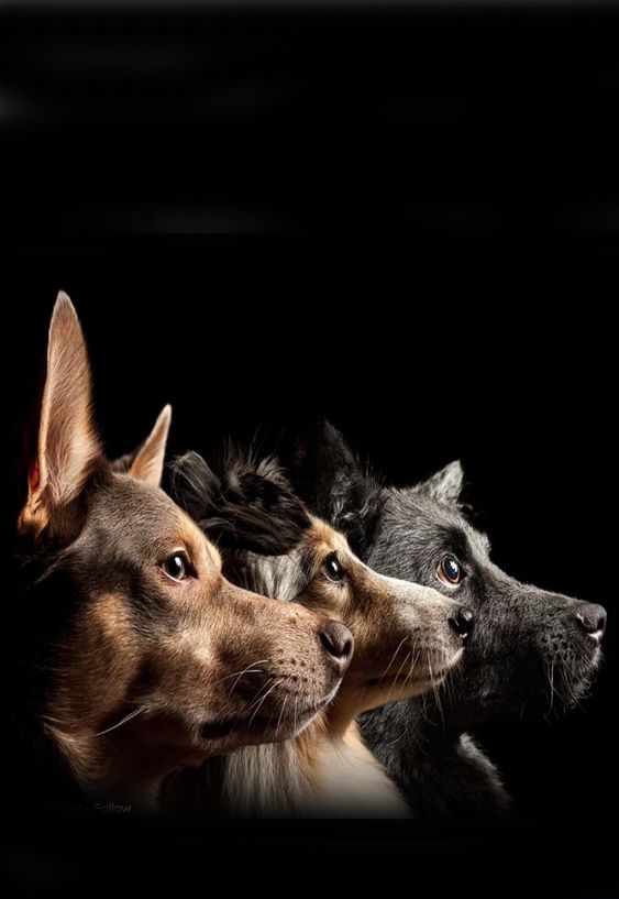 Monmouth County SPCA