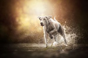 Monmouth County SPCA:
