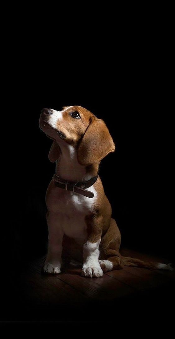 Monmouth County SPCA