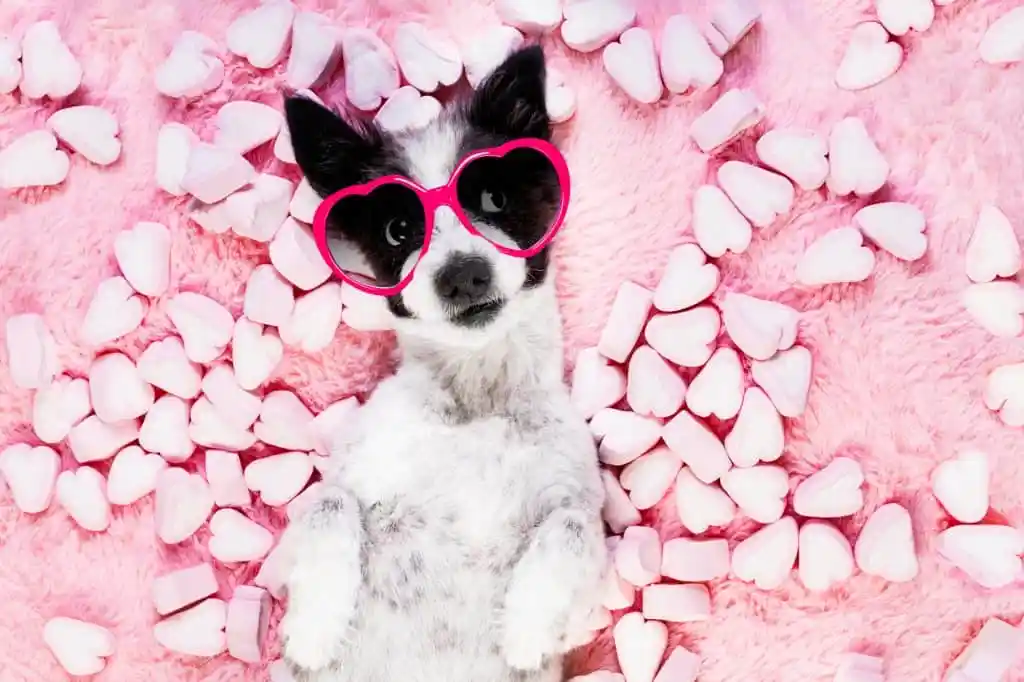 Can Dogs Eat Marshmallows