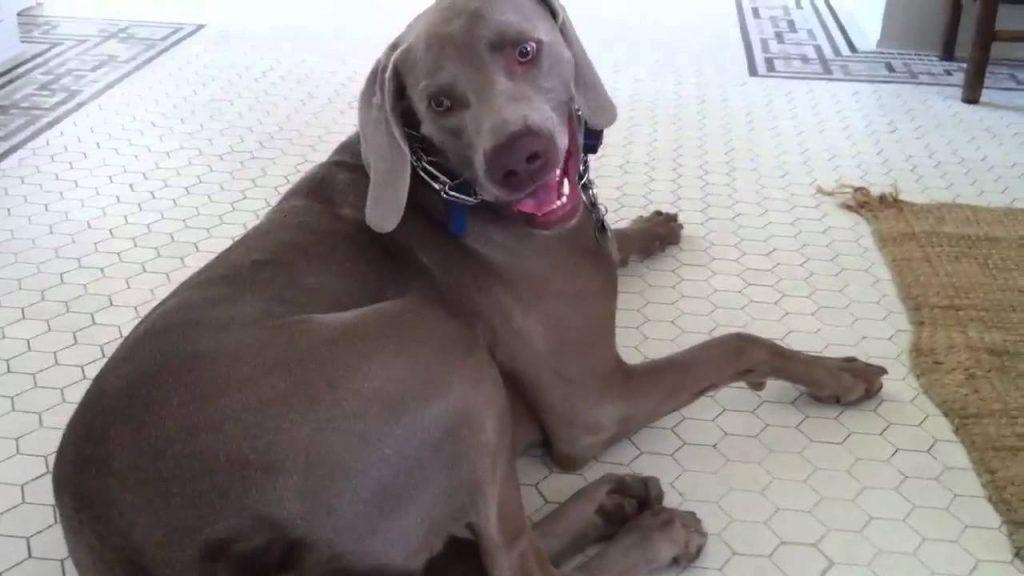 Overweight Weimaraner