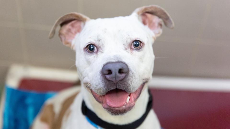Bradford County SPCA 