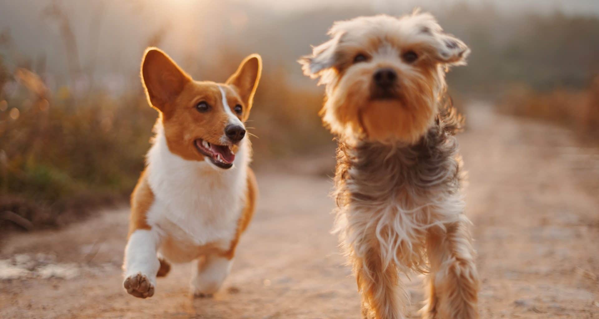 SPCA McKinney