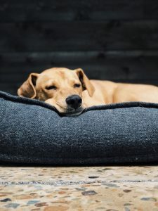 dog couch