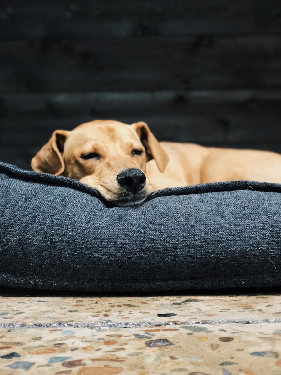 dog couch