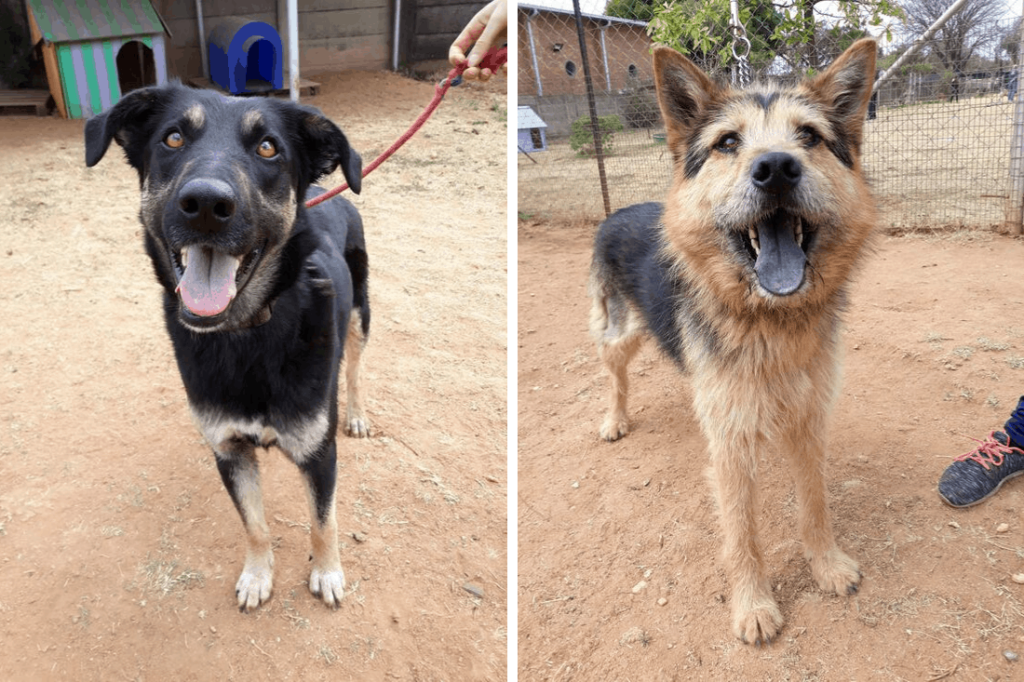 Clearfield SPCA