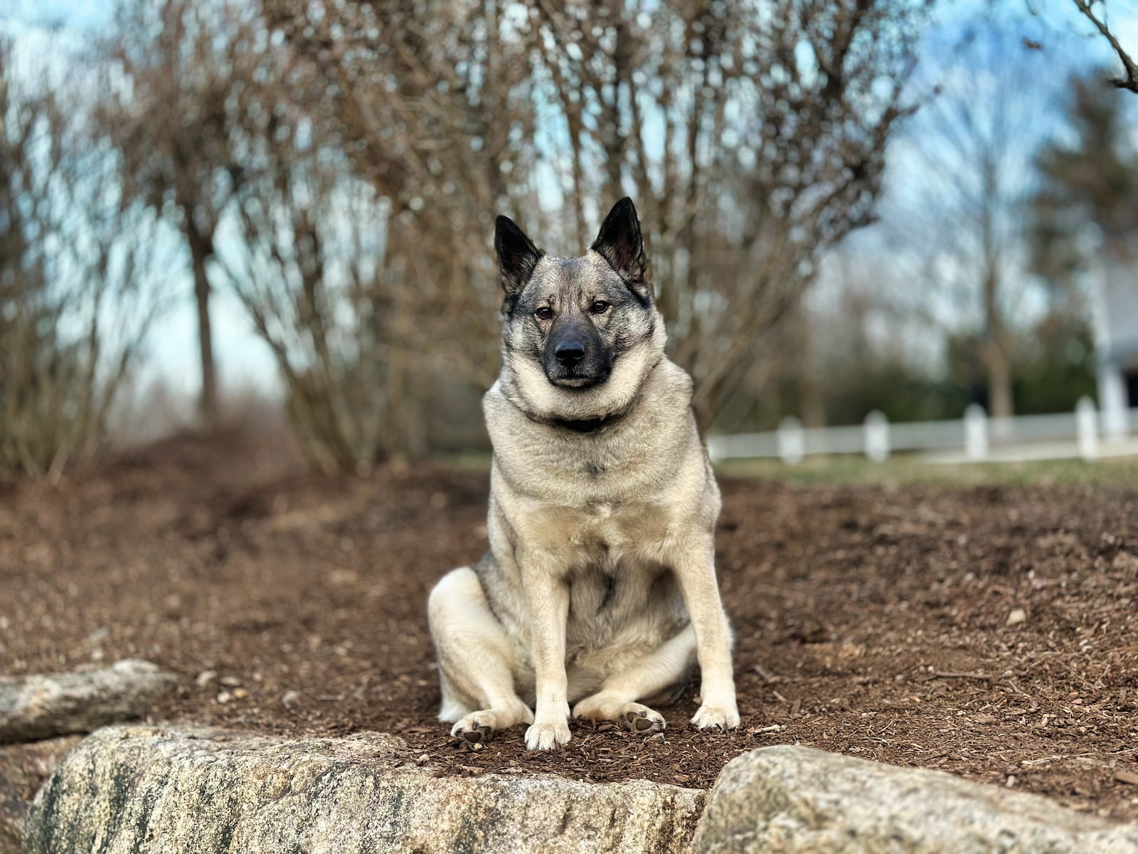a Norwegian Elkhound sitting on top of a dirt field