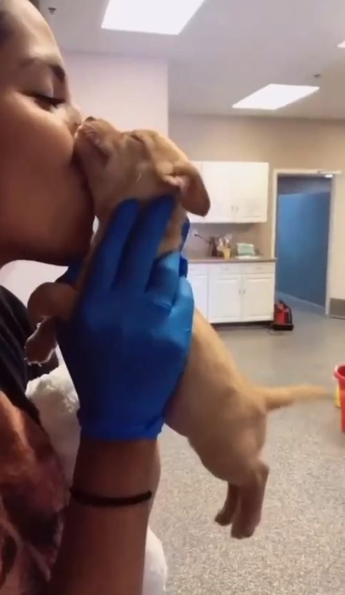 oakland spca