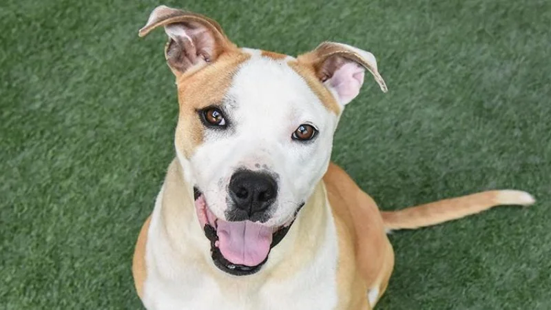 san mateo spca