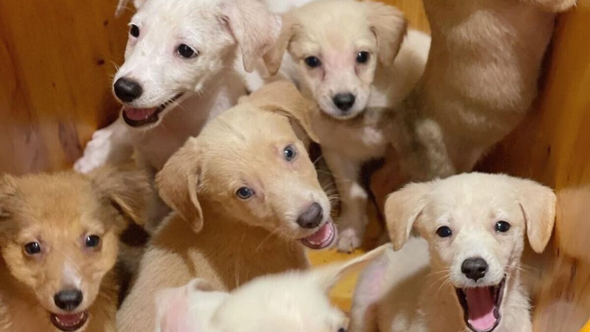Clinton County SPCA