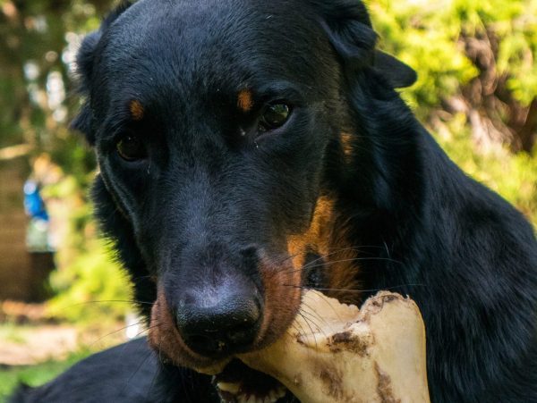 dog bones