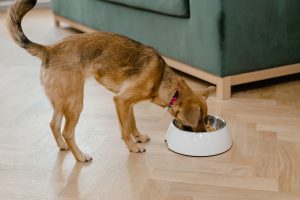 feeding your new puppy
