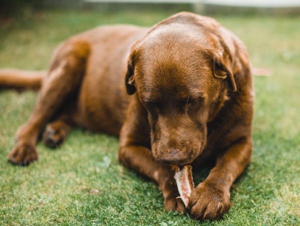 dog bones