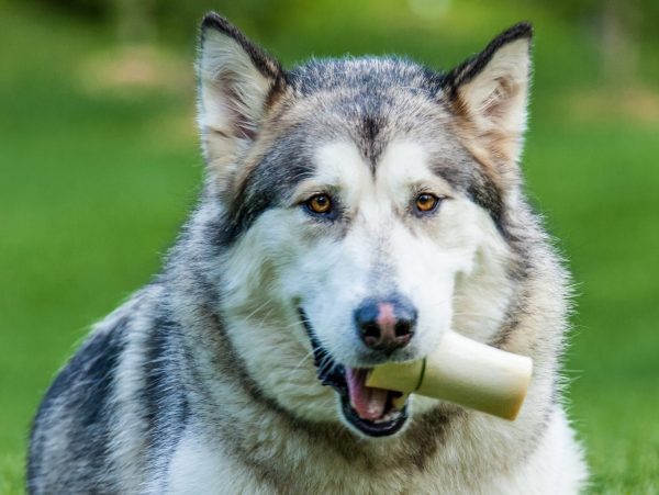 dog bones