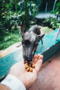 feeding your new puppy