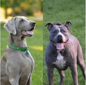 Weimaraner Pitbull Mix