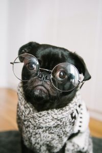 are pugs hypoallergenic