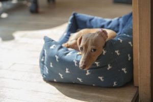 dog couch