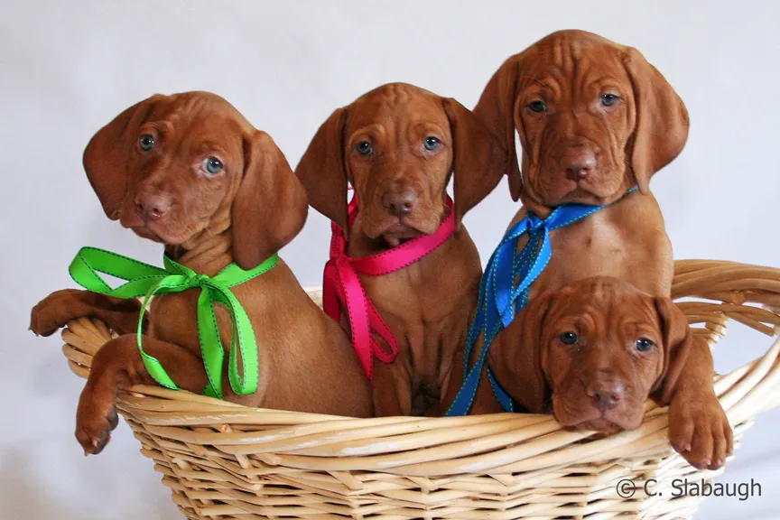 Vizsla and Chihuahua Mix