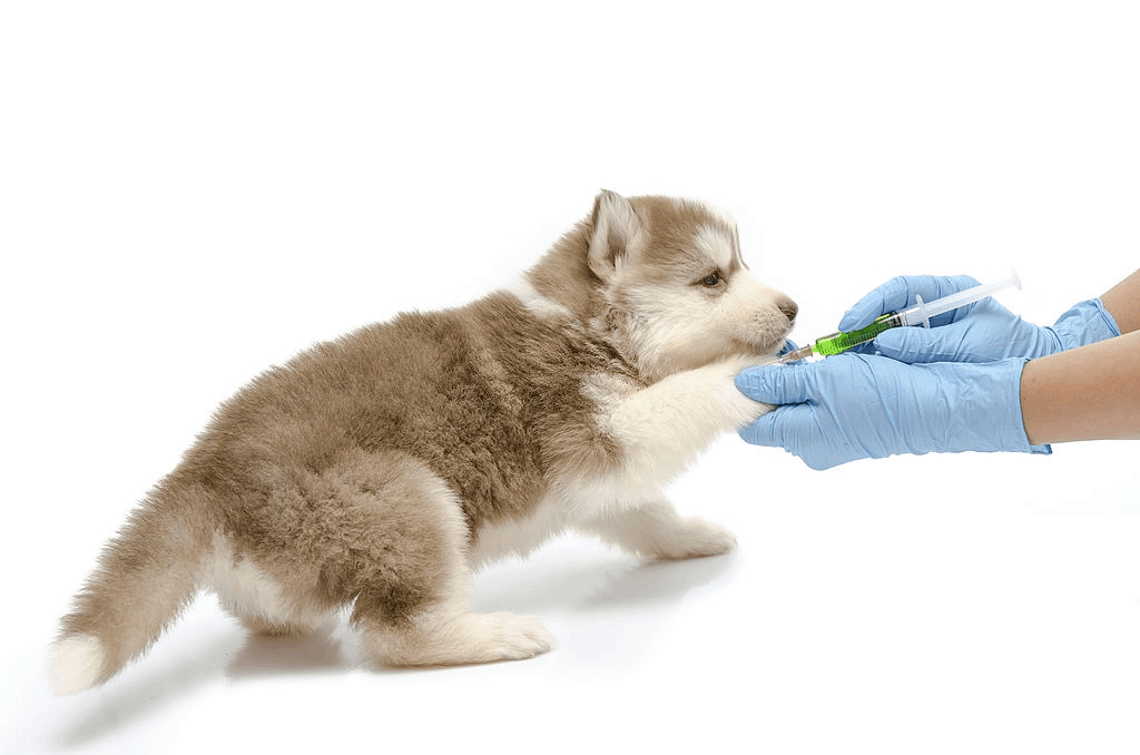 Puppy Shot Schedule: Boost Your Pup’s Health and Happiness