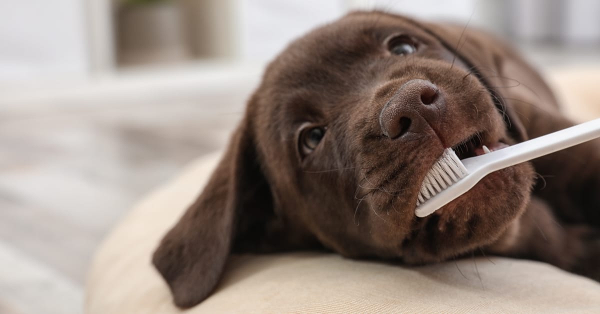 Dog Toothbrush