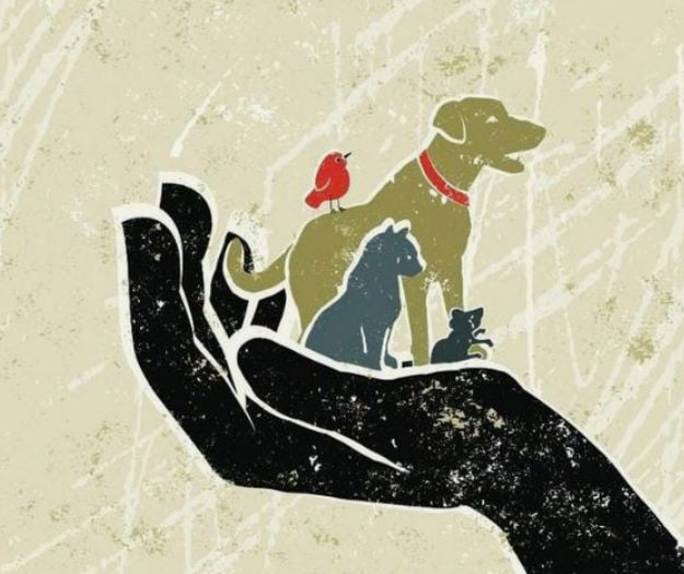 Tampa Bay SPCA