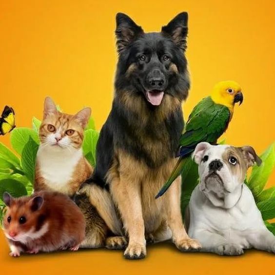 Quakertown SPCA
