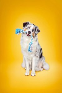 quakertown spca