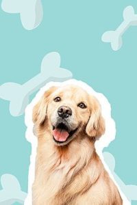 quakertown spca