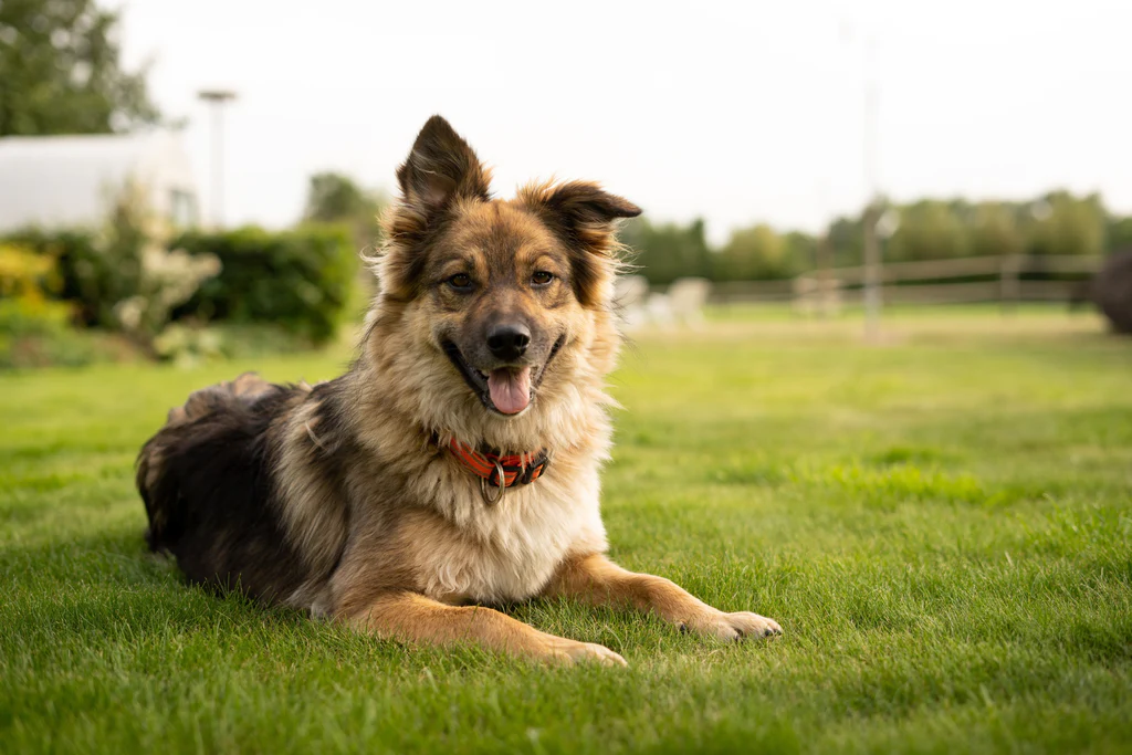 Can Dogs Safely Eat Cabbage