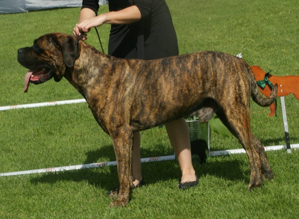 Rotticorso Dog red brindle male