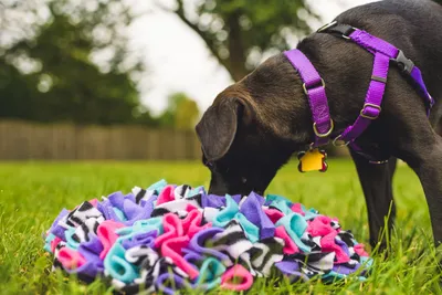 Snuffle Mat